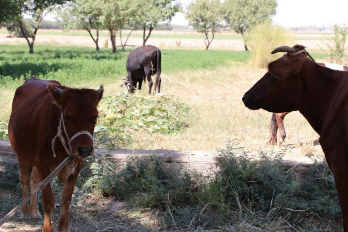 В Узбекистане выставят на аукцион еще 100 тысяч га сельскохозяйственных земель на основе новой системы