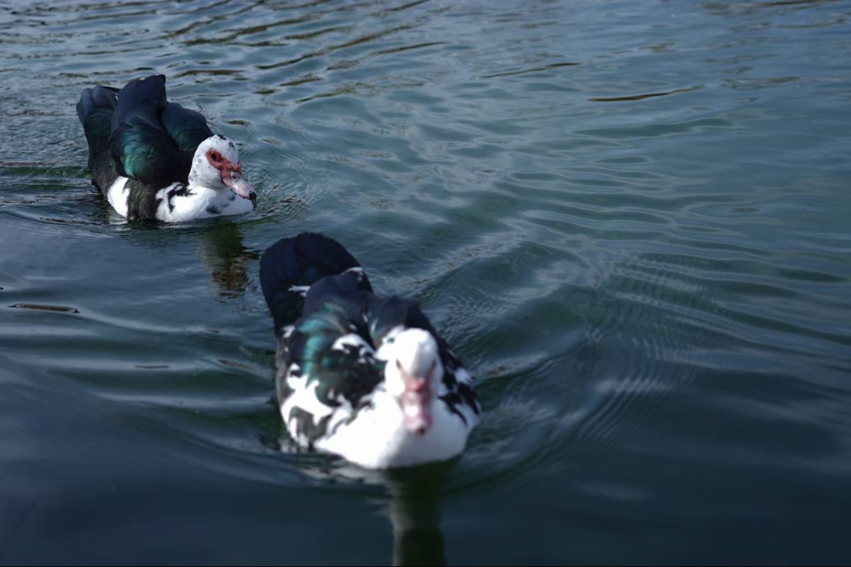 В Ташкенте создадут 12 искусственных озер и водоемов