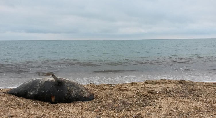 Занесенных в Красную книгу России тюленей нашли мертвыми на берегу Каспийского моря