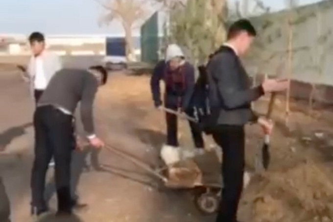 Школьников из Ташобласти привлекали к принудительному труду на регулярной основе - видео