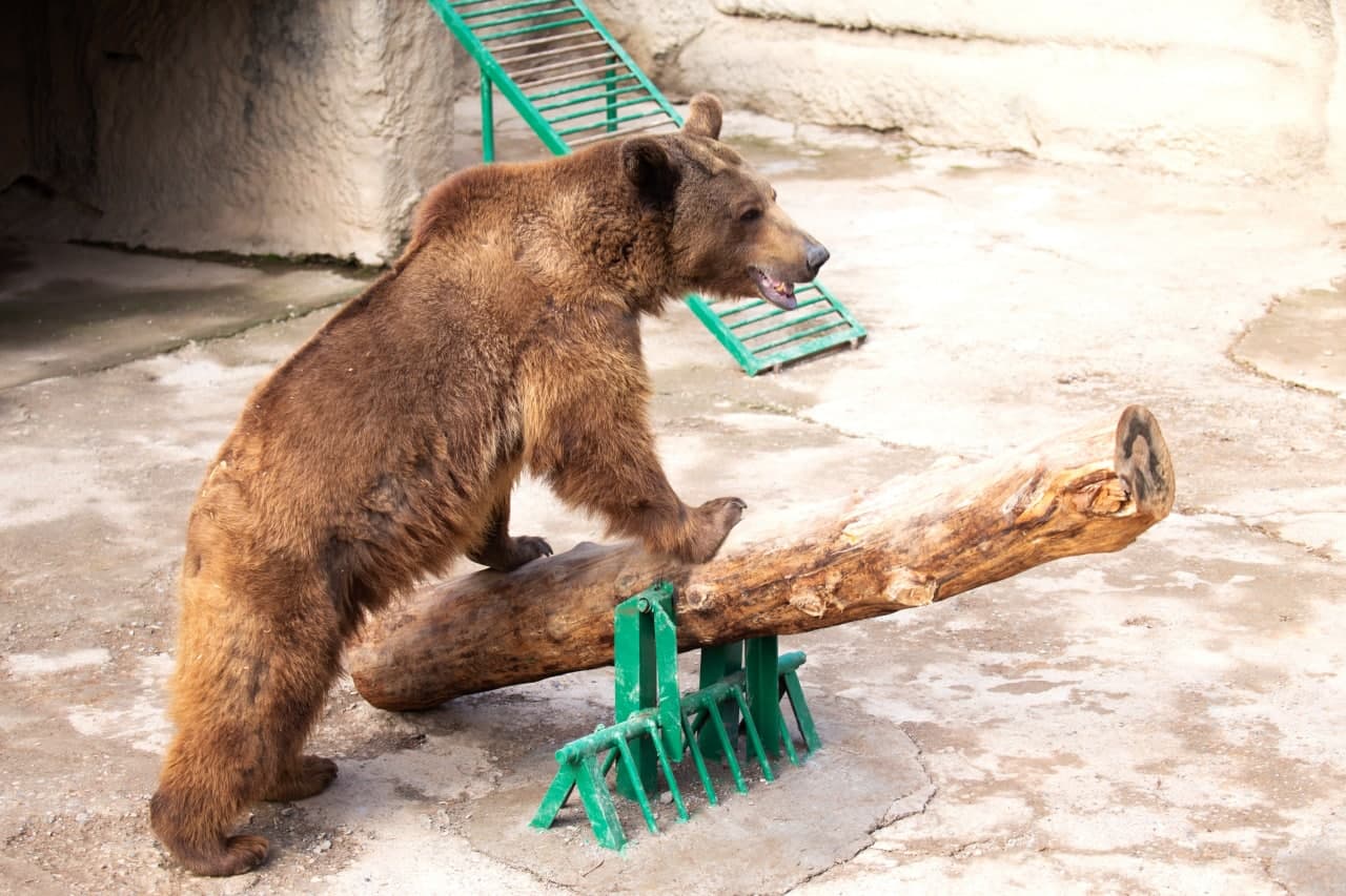 В соцсетях просят выпустить на волю медведя, к которому недавно бросили ребенка