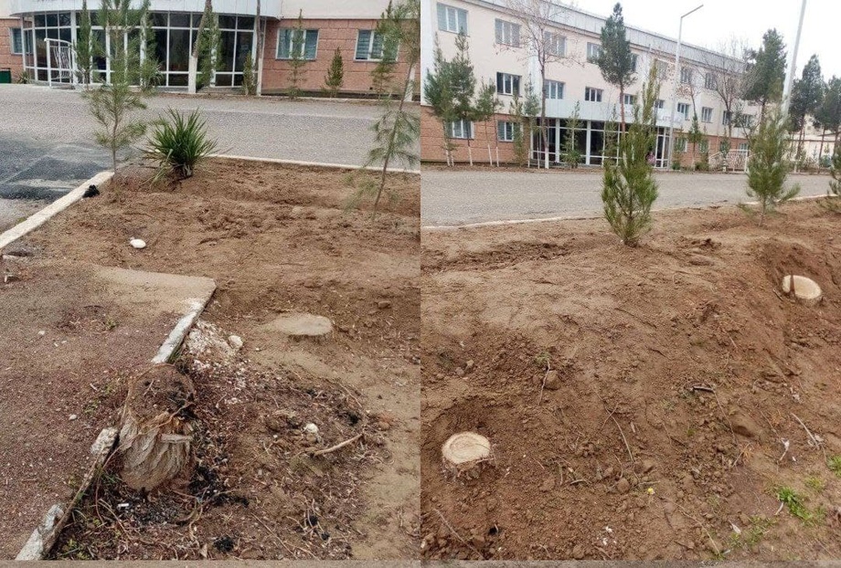 Сотрудники Каршинского государственного университета нарубили деревьев на 285 млн сумов