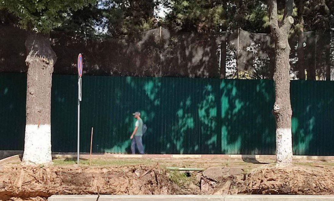 На Чиланзаре из-за расширения дороги повредили почти 100 дубов и чинар — их не спасти