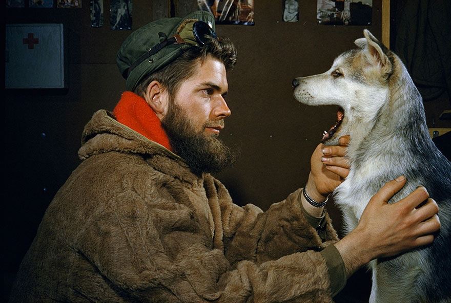 Janubiy qutbda Alaskan Malamute kuchuklarining tekshiruvlardan o'tkazish jarayonlari. 1957-yil<br>