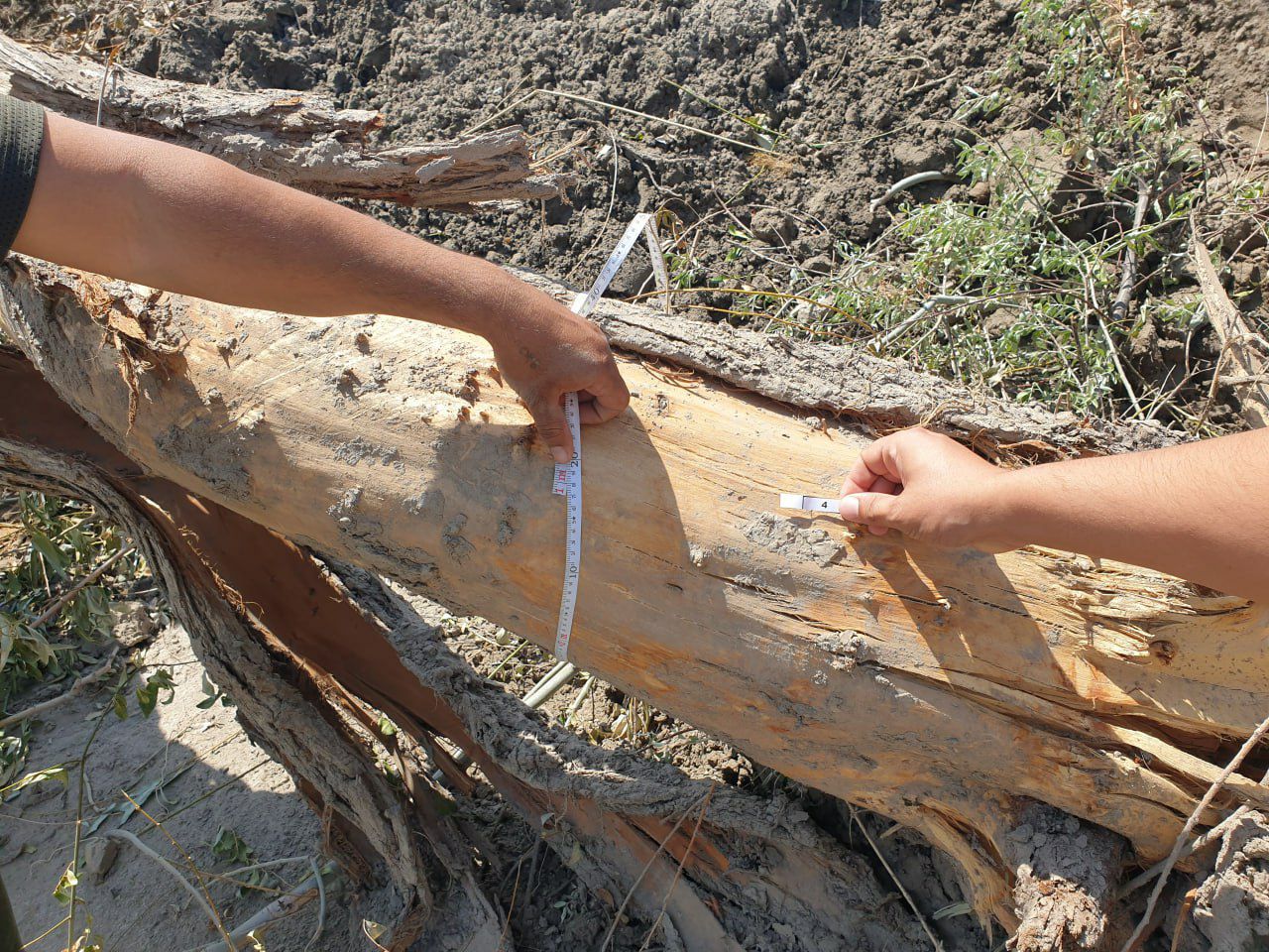 В Хорезме сотрудники предприятия выкорчевали деревья на 550 млн сумов