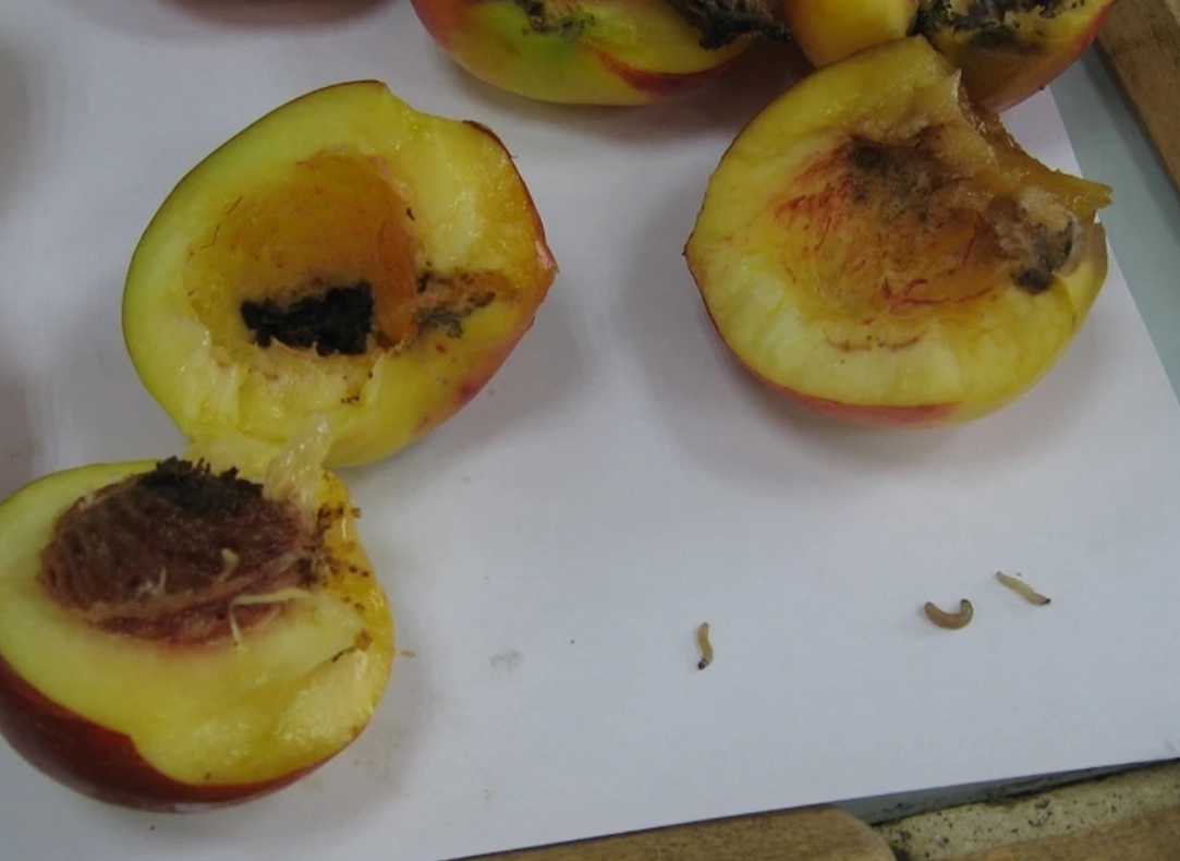 Из Узбекистана в Россию завезли абрикосы, зараженные вредителем