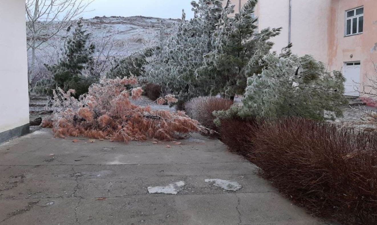 Сильный ветер повалил 25 редких деревьев в Джизаке