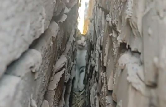 В Нукусе спасатели вызволили котенка, застрявшего между стенами дома (видео) 
