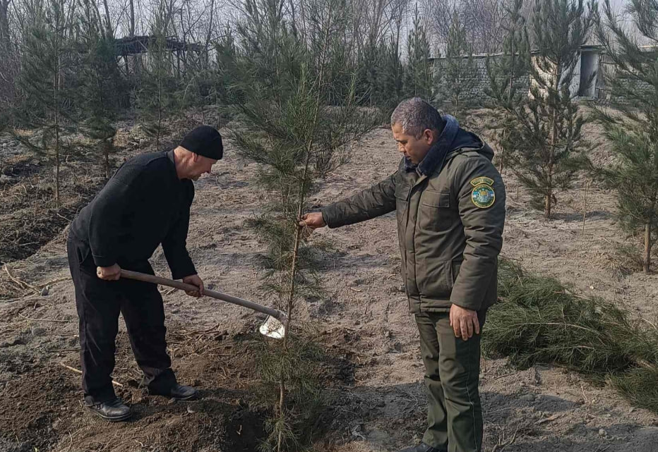 Житель Ферганы высадил свыше 200 саженцев за вырубку двух деревьев