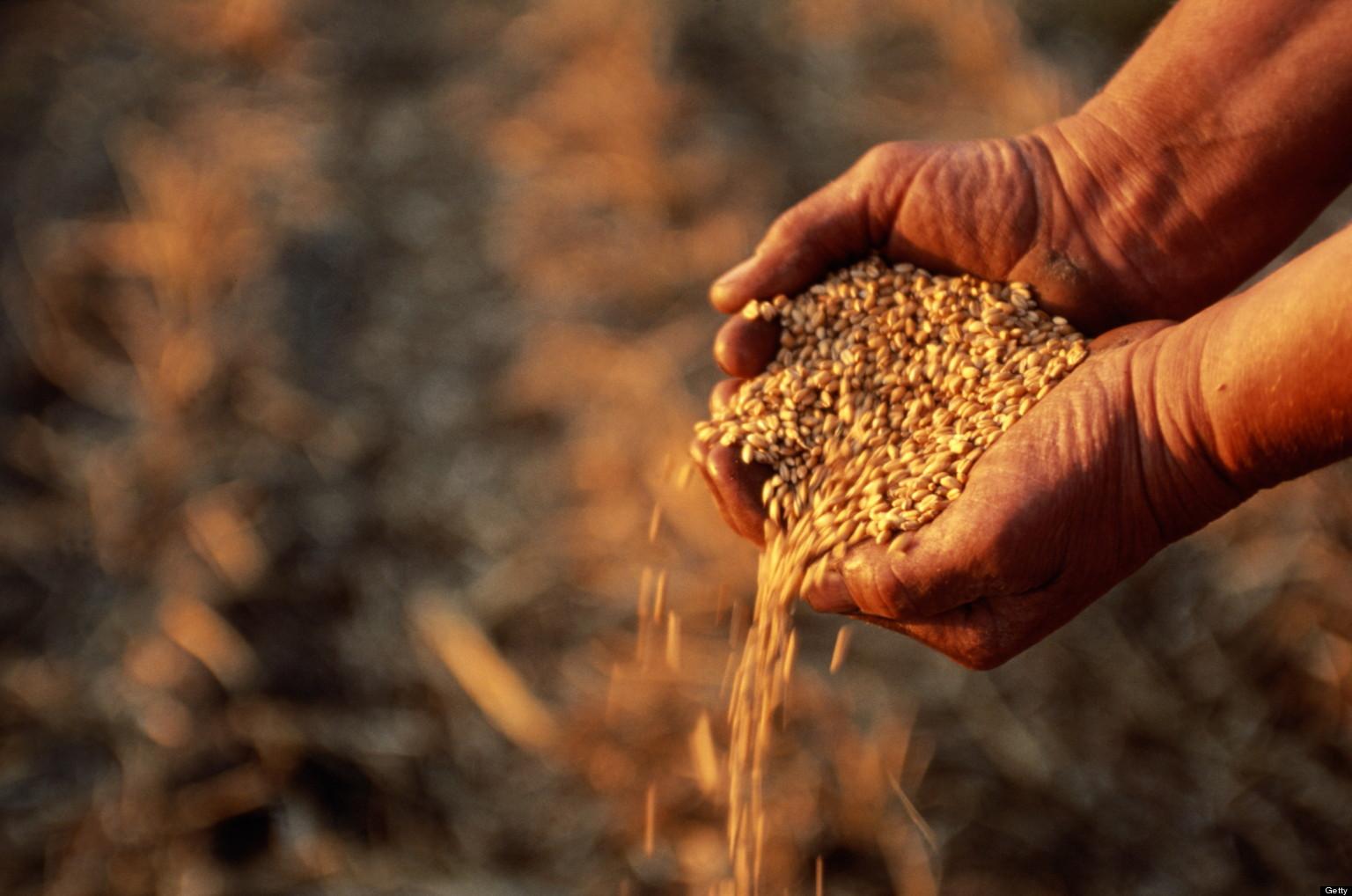Государство начнет продавать зерно по рыночным ценам 
