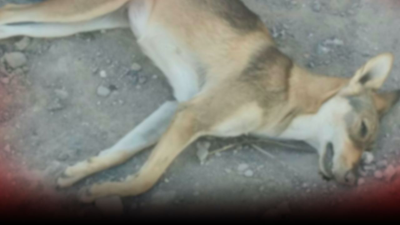 TezNews опубликовало шокирующие кадры массового отравления собак в Навоийской области<br>
