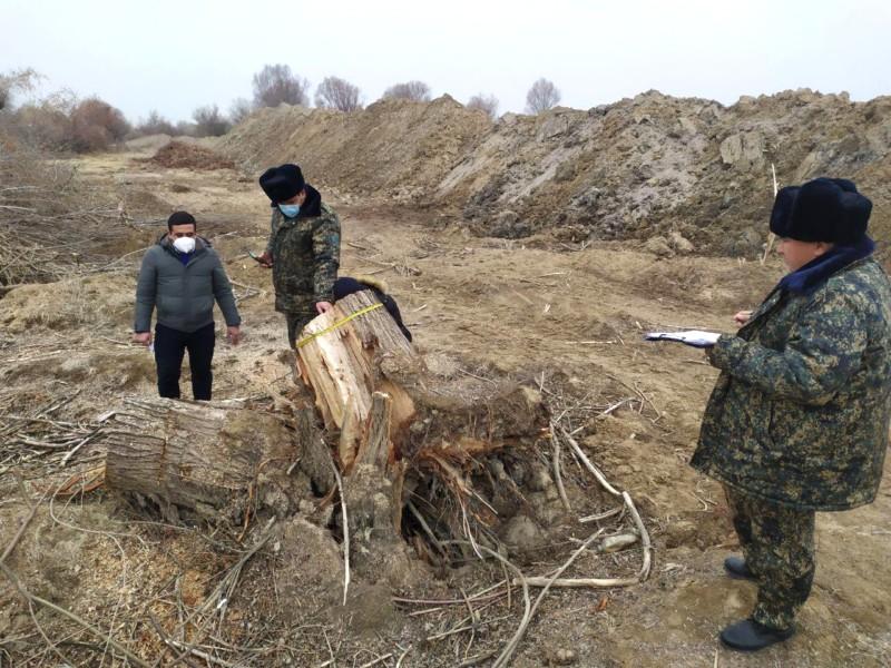 В одном из узбекистанских лесов незаконно вырубили десятки деревьев