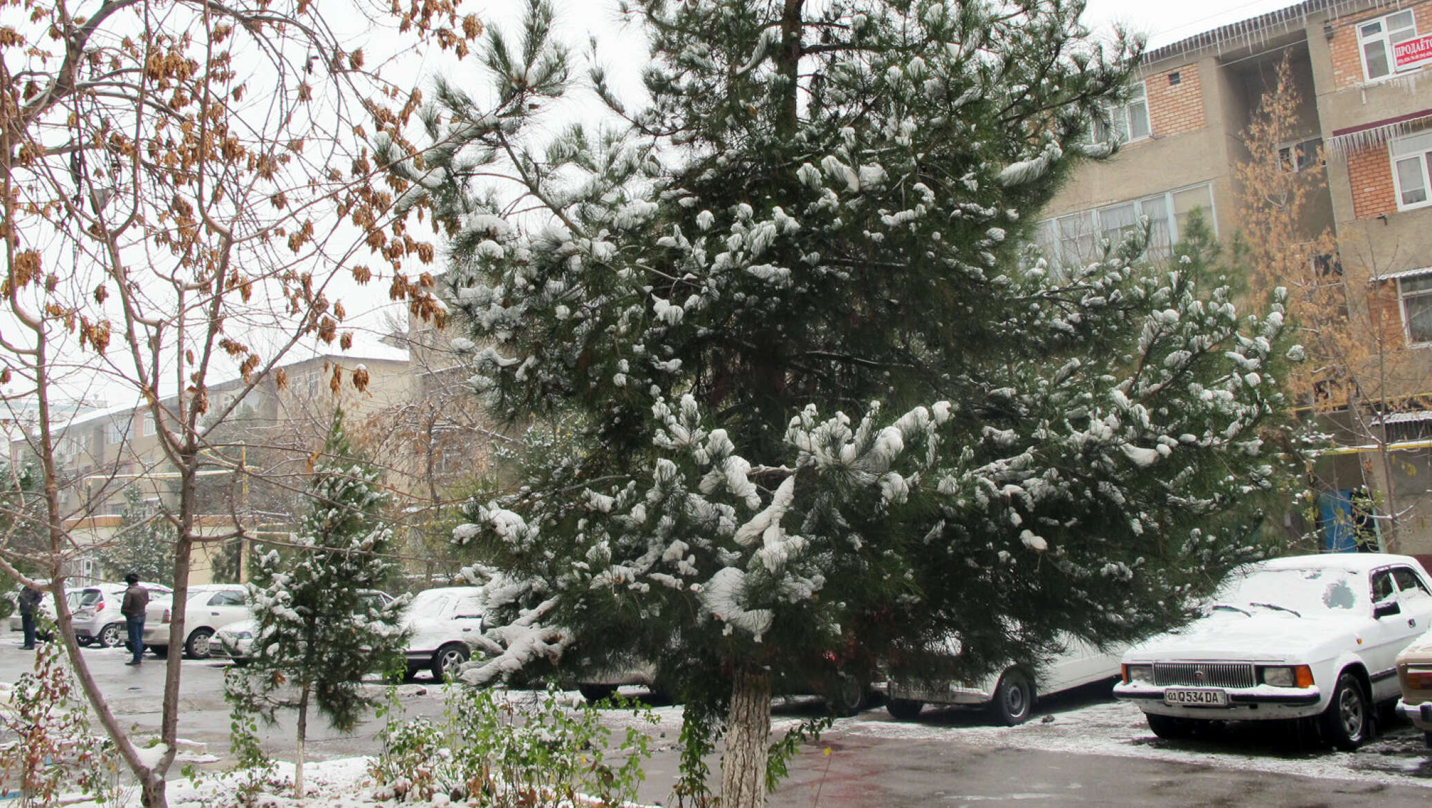 Узбекистанцам напророчили дождь с переходом в снег на предстоящей неделе