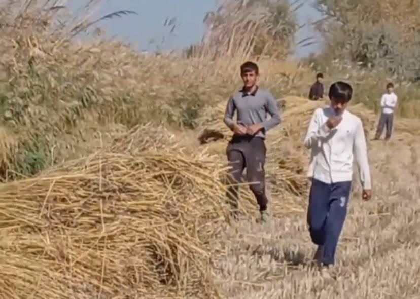 В Хорезме оштрафовали фермера, привлекшего школьников к уборке риса