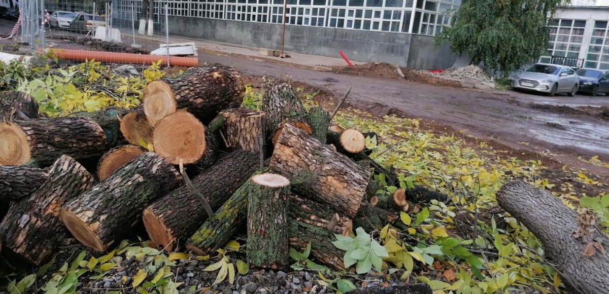 В Узбекистане с начала года зафиксировано более четырех тысяч случаев вырубки деревьев