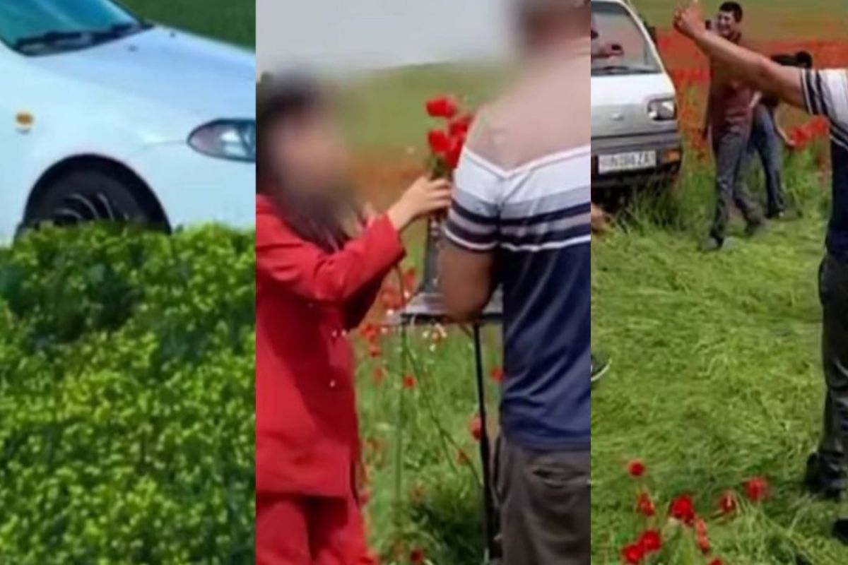 В Кашкадарье снова выявили случаи повреждения тюльпановых полей