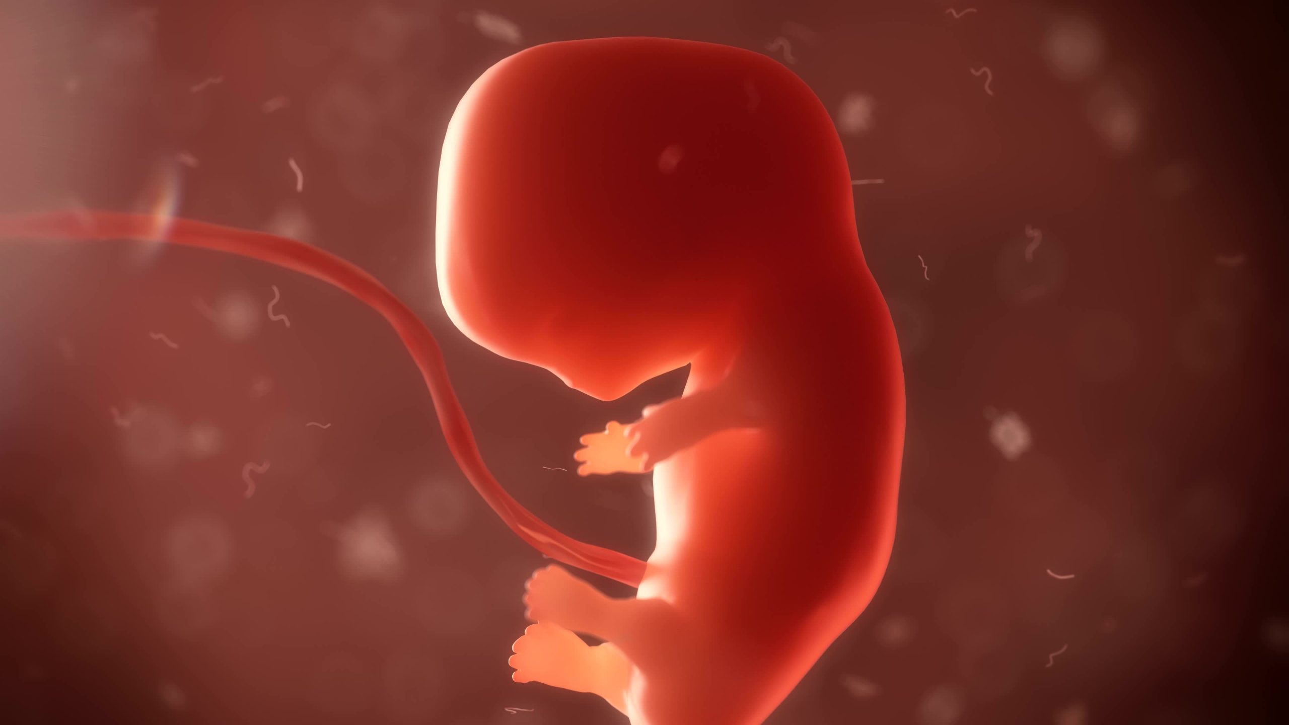 ВОЗ призвала женщин беременеть с помощью ЭКО и разработала правила для размножения