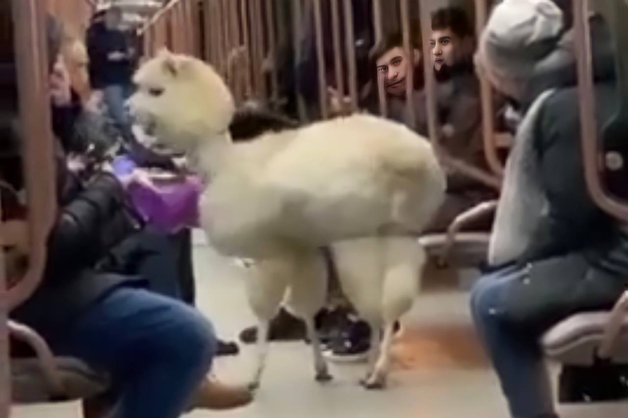 Альпака прокатилась по московскому метро, посмотрите на это милое животное