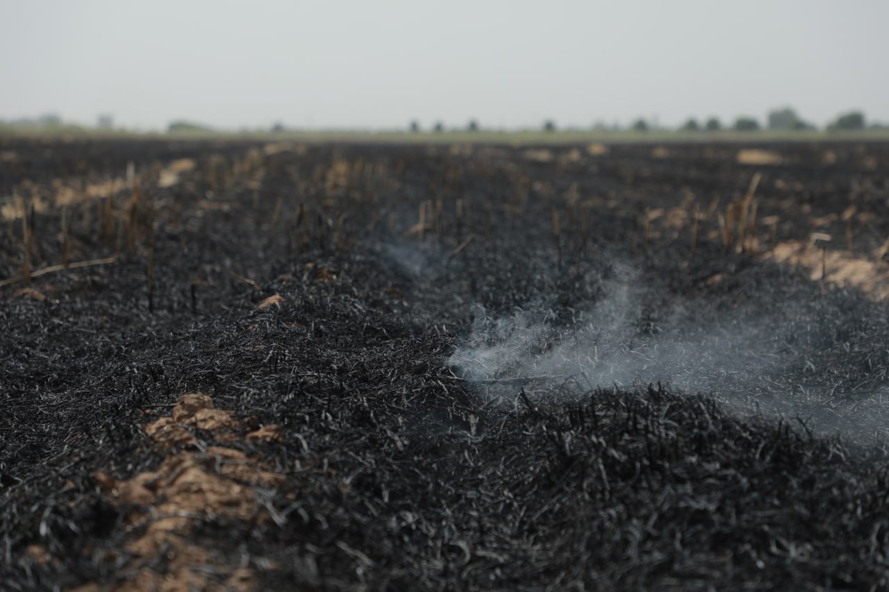 Сурхандарьинские фермеры выжгли поля на 106 млн сумов