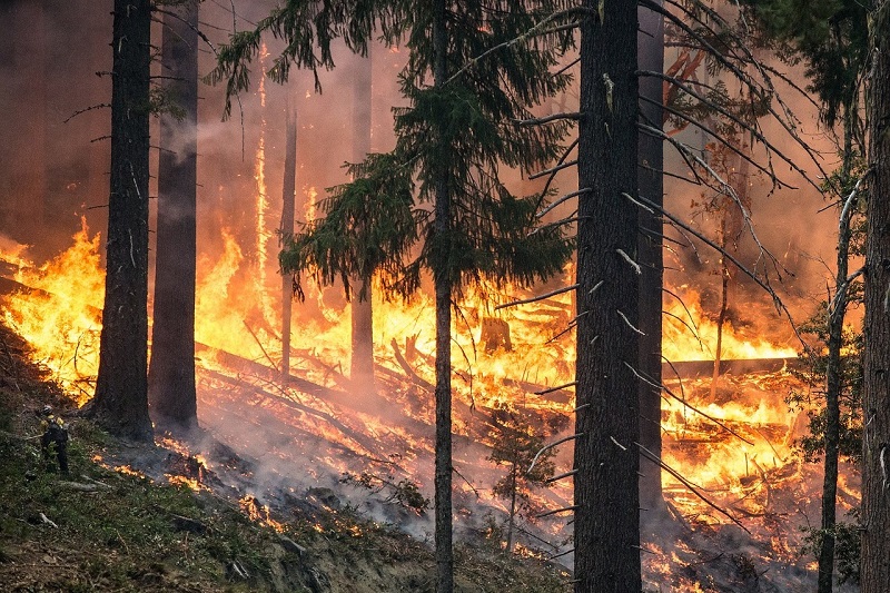 В лесных пожарах в Казахстане погибли 14 человек, в стране объявлен траур