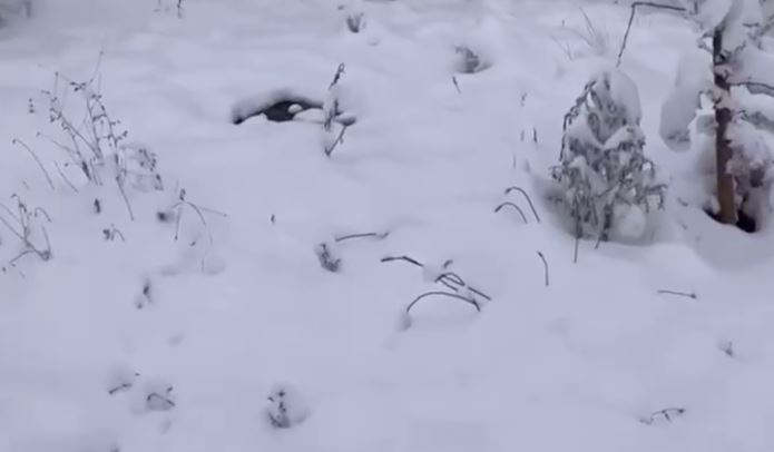 Ташобласть накрыло полуметровым слоем снега