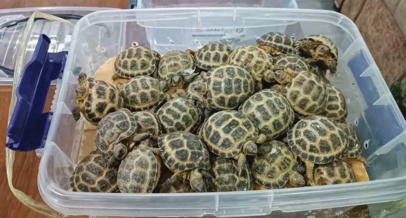 Из Узбекистана пытались вывезти более 80 краснокнижных черепах (видео)