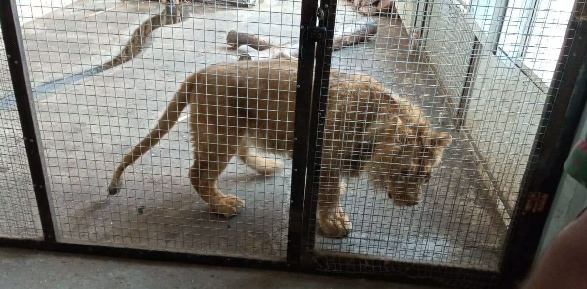 В одном из частных домов Ферганы нашли львенка