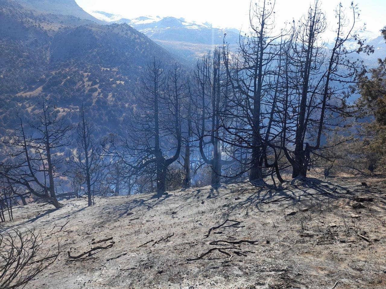 Лесной пожар в Кашкадарье нанес серьезный ущерб редкой дикой природе