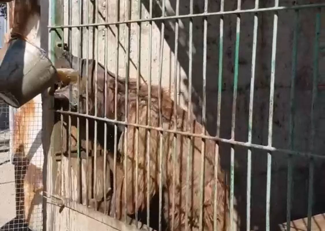 В частном зоопарке Нукуса издевались над медведем. Его оставили без воды — видео