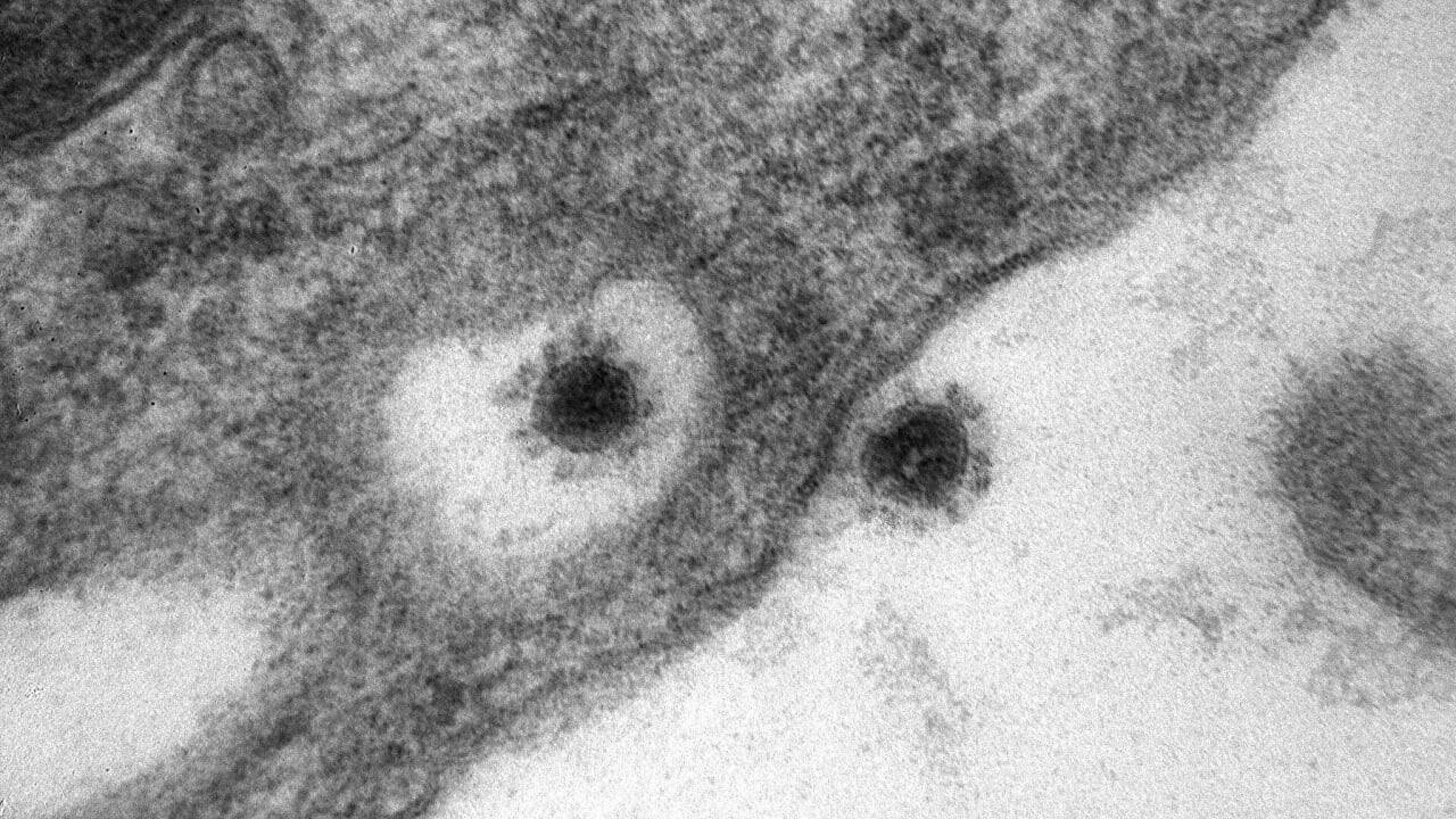 В Норвегии выявили новый дельта-штамм коронавируса
