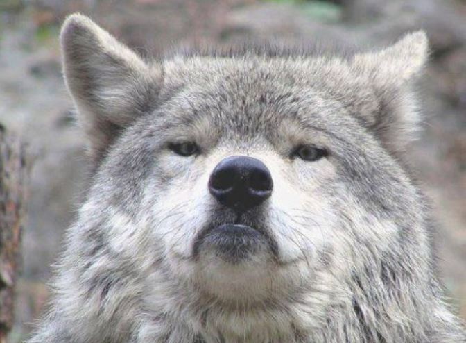 Сколько волков обитают в Узбекистане — статистика