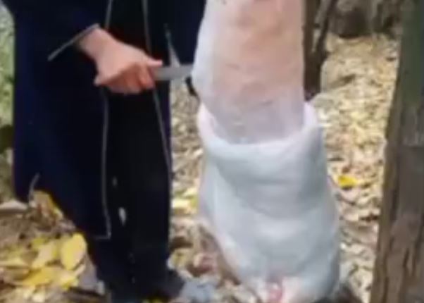 Жители Сурхандарьи поймали дикого волка и сняли с него шкуру — видео (18+)