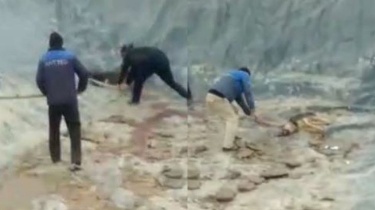 В Узбекистане живодеры с особой жестокостью убили бродячих собак (видео 18+)