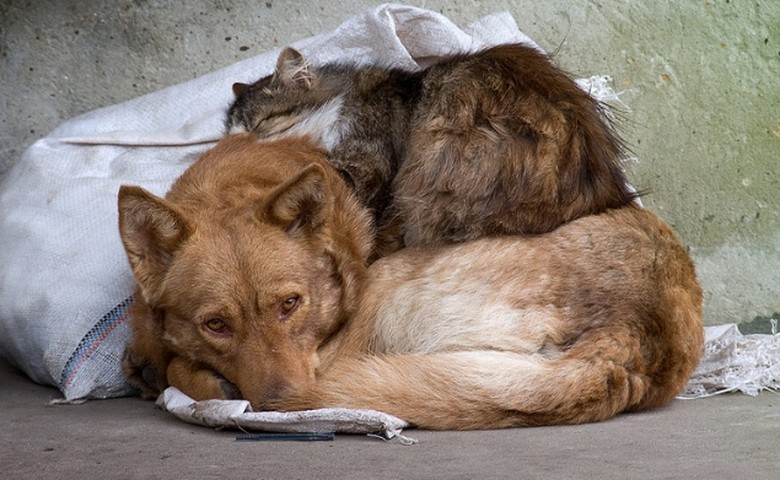 Узбекские экологи готовят проект по совершенствованию работы с бездомными животными