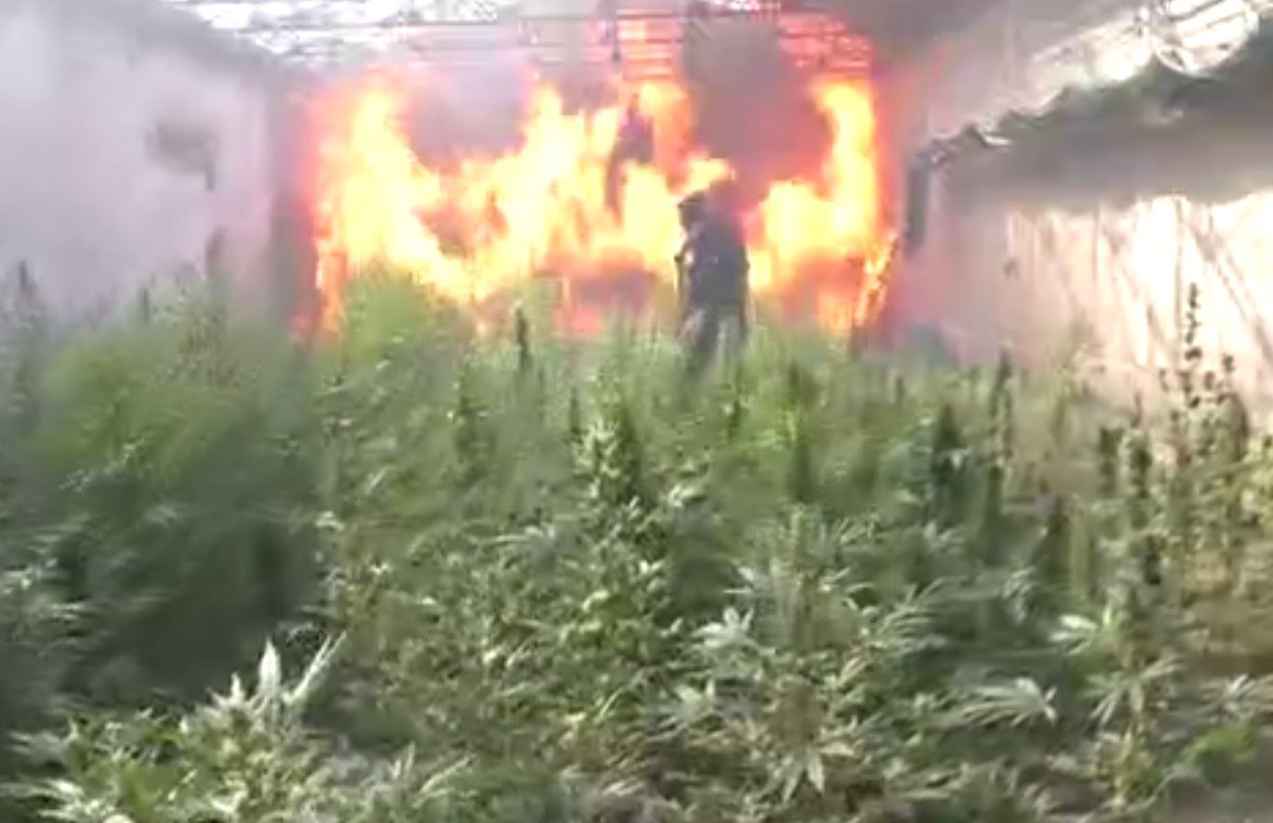 В Самарканде подожгли огромную плантацию марихуаны — видео