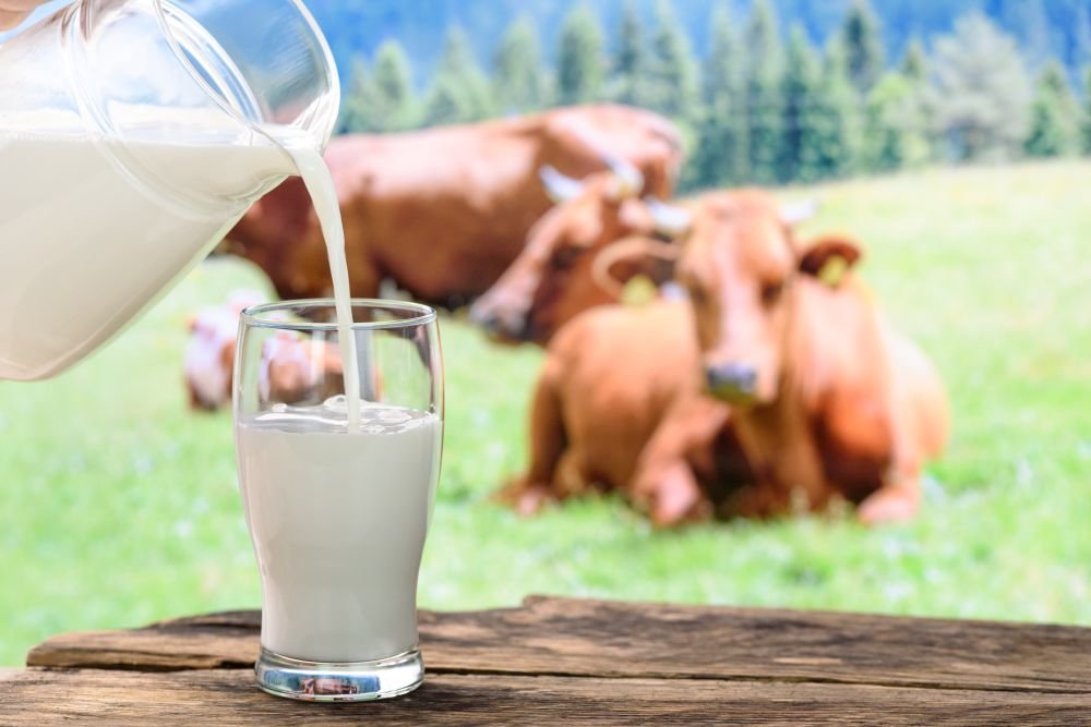 Мясников: молоко может привести к раку — подробности
