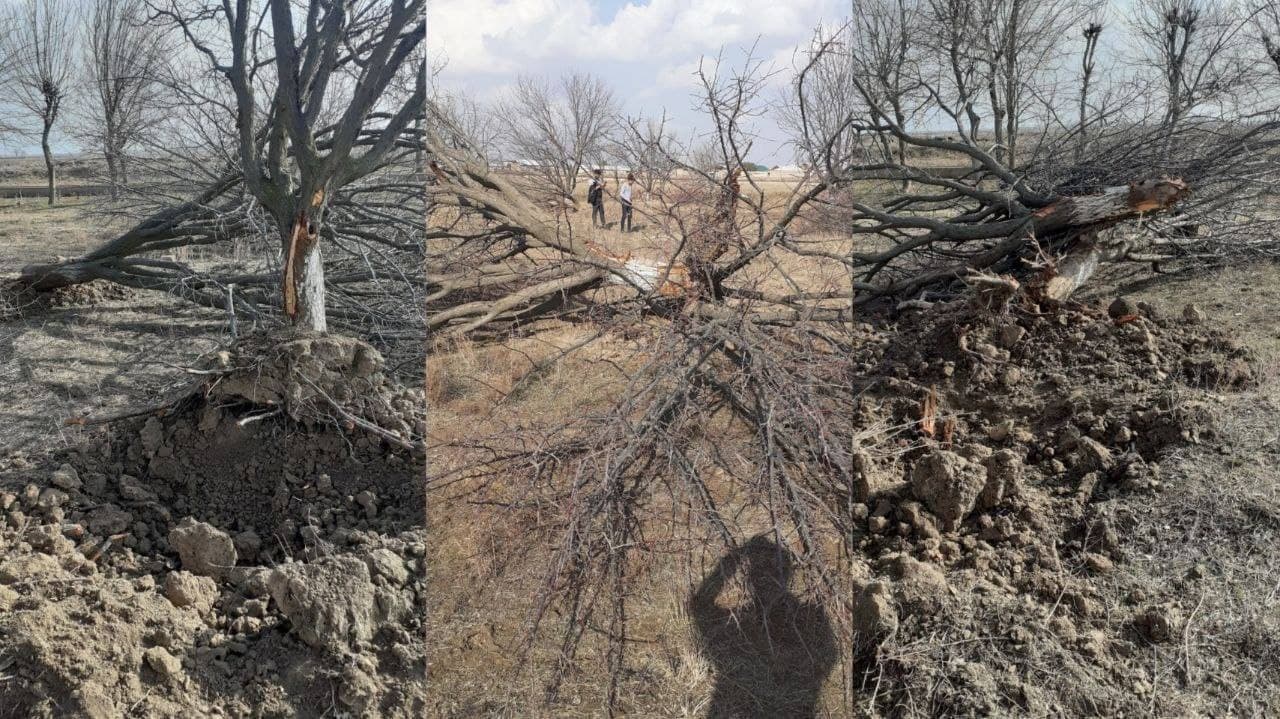 Кашкадарья лишилась 71 дерева ради строительства завода