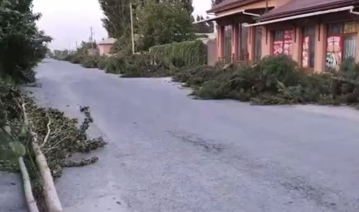 В Фергане срубили почти 90 деревьев на 850 млн сумов — видео