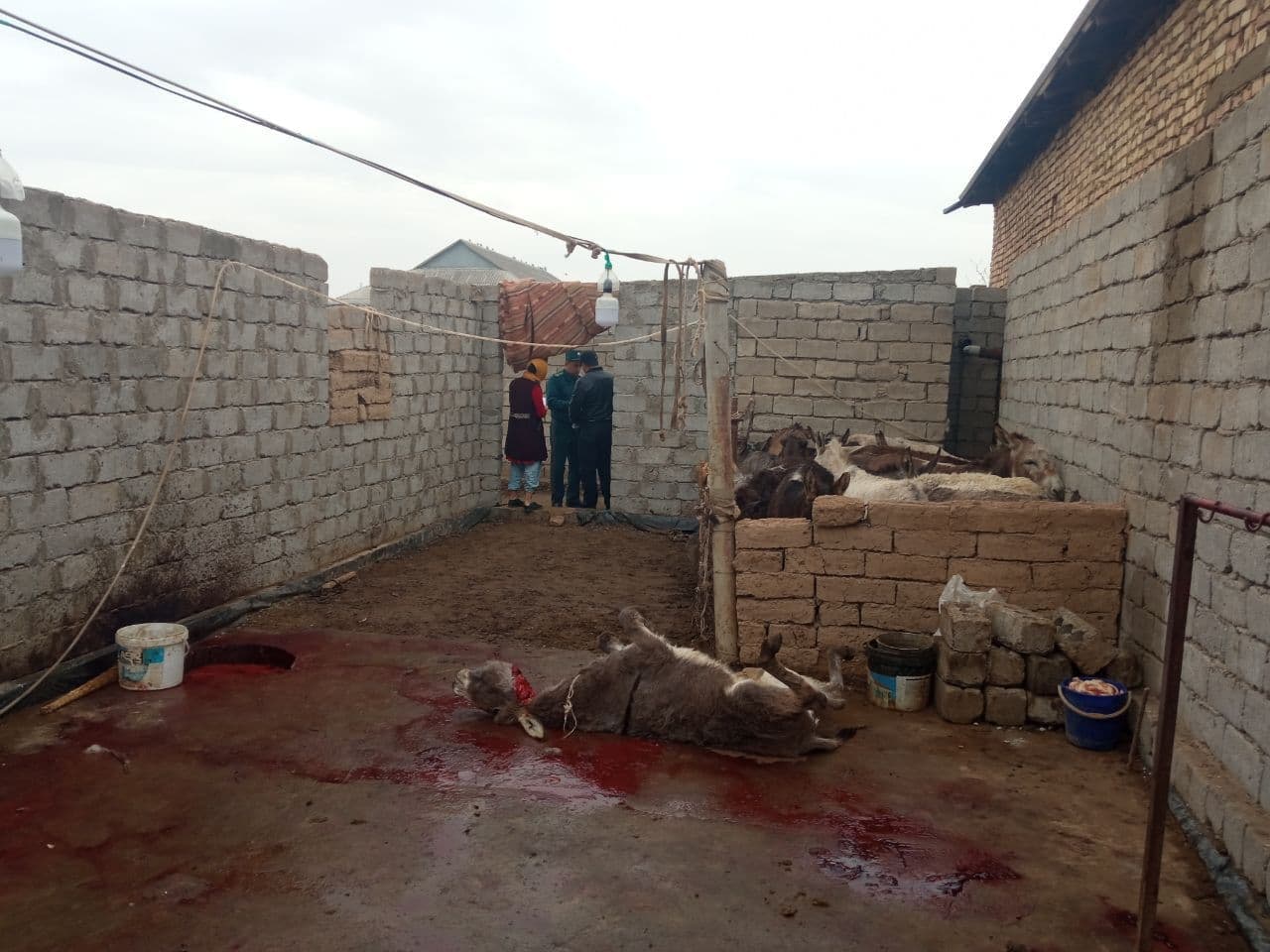 В Кашкадарье накрыли подпольную бойню: мужчина планировал продавать ослиное мясо — видео