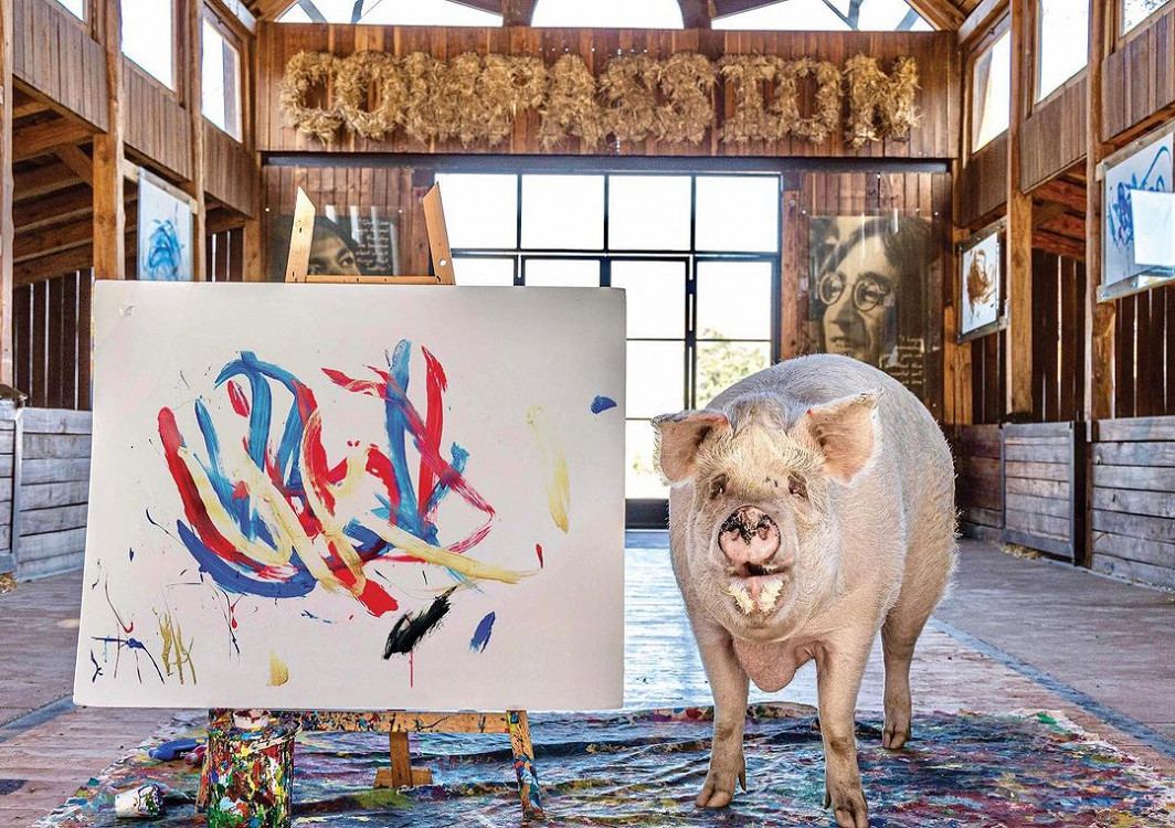 Умерла свинья-художник, заработавшая более $1 млн, рисуя абстрактные картины