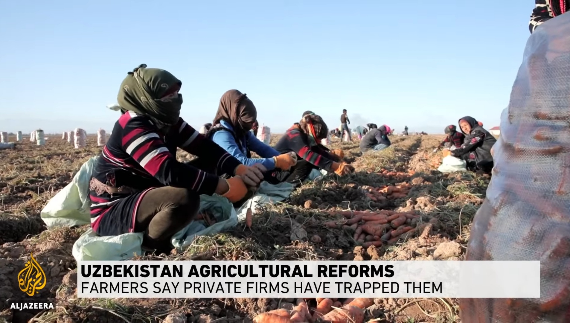 Фермеры из Узбекистана выступили против сельскохозяйственных реформ