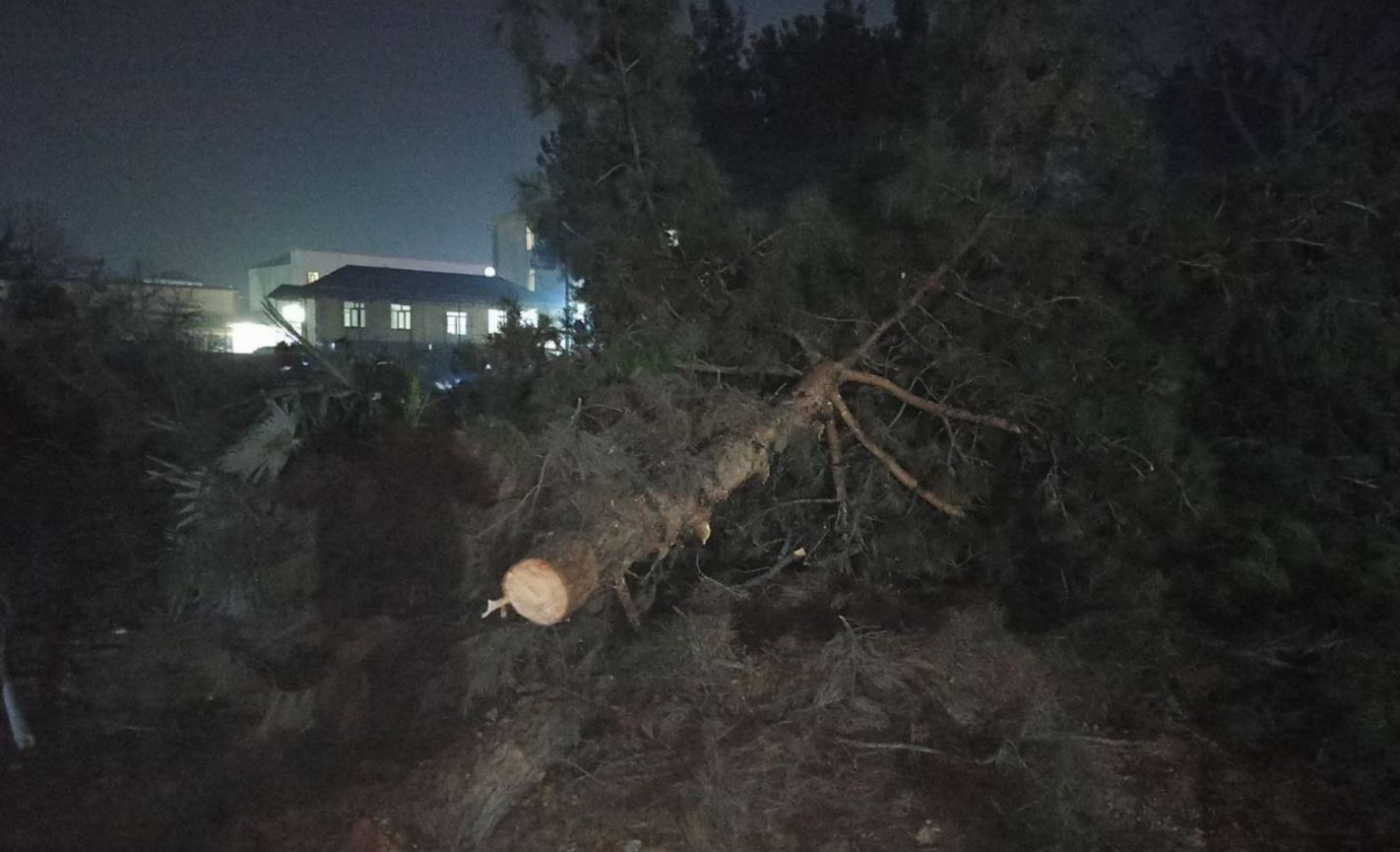 В Андижане нашли виновного в незаконной вырубке деревьев 