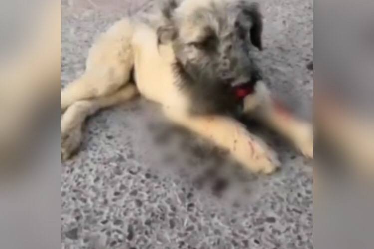 В Ташкенте разыскивают мужчину, избившего щенка на глазах у детей — видео