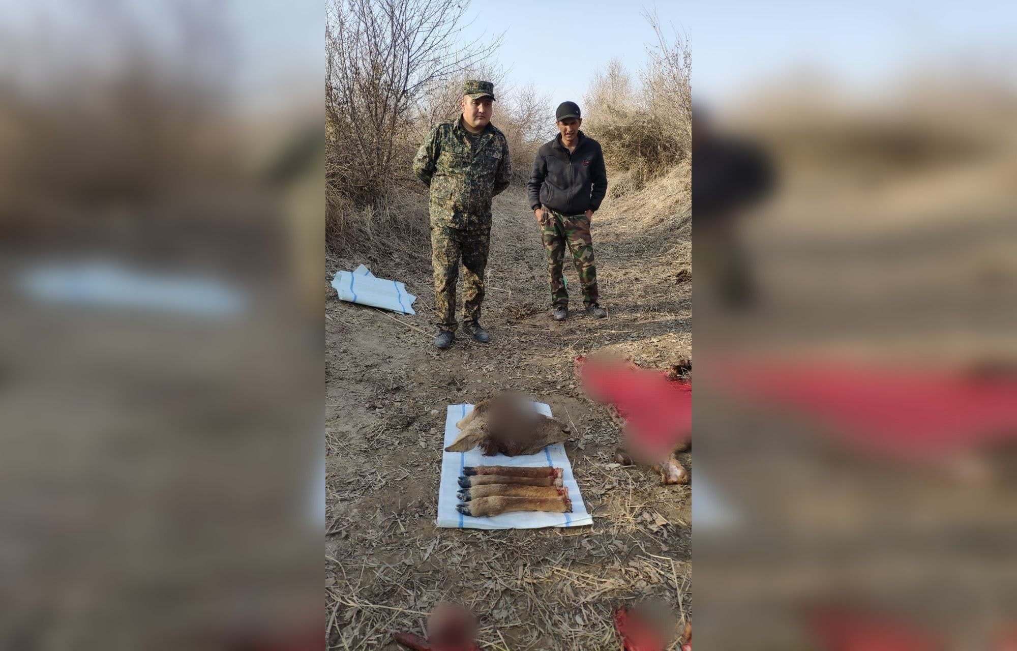 В Каракалпакстане браконьеры застрелили оленя, занесенного в «Красную книгу»