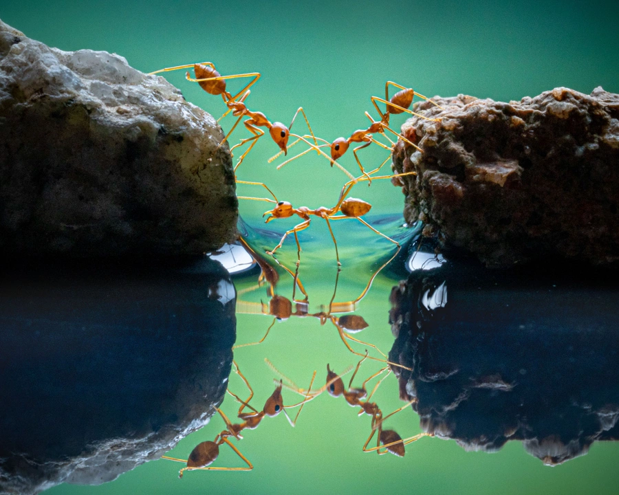 Тео Чин Леонг / Крупный план трех муравьев, которые выстроились, чтобы перейти с камня на камень 