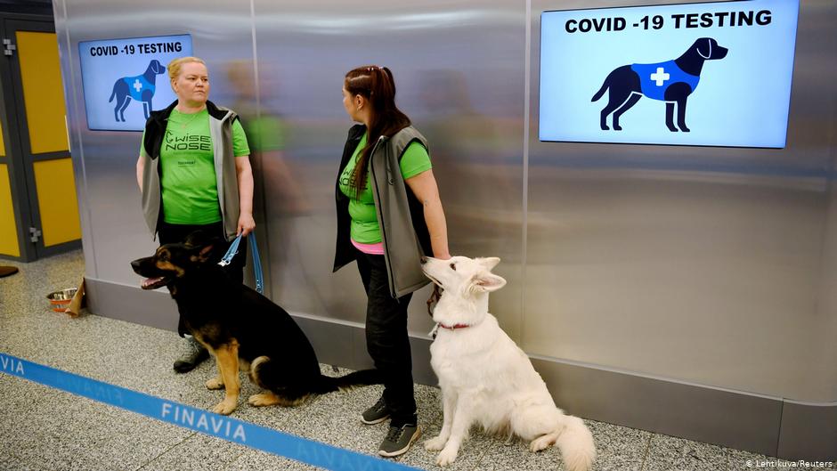 В Малайзии обнаружен коронавирус, источником которого могут быть собаки