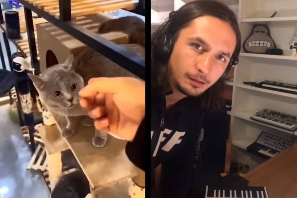 Музыканты превратили мем с мяукающим котом в симфонию - видео