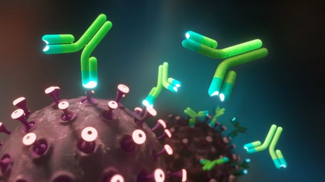 Эксперты назвали главные отличия антител у переболевших коронавирусом и привитых