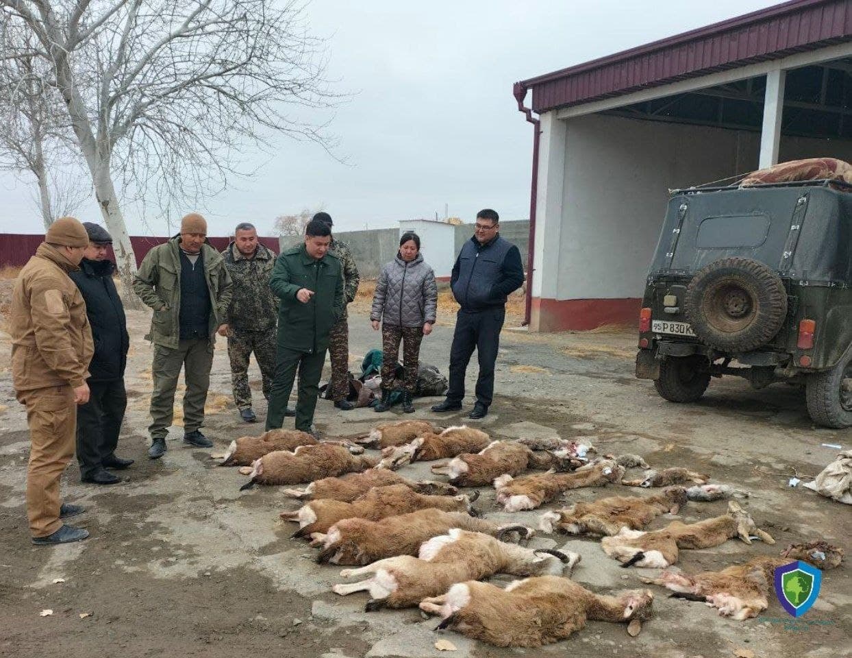 В Каракалпакстане браконьеры застрелили более десятка животных, занесенных в Красную книгу