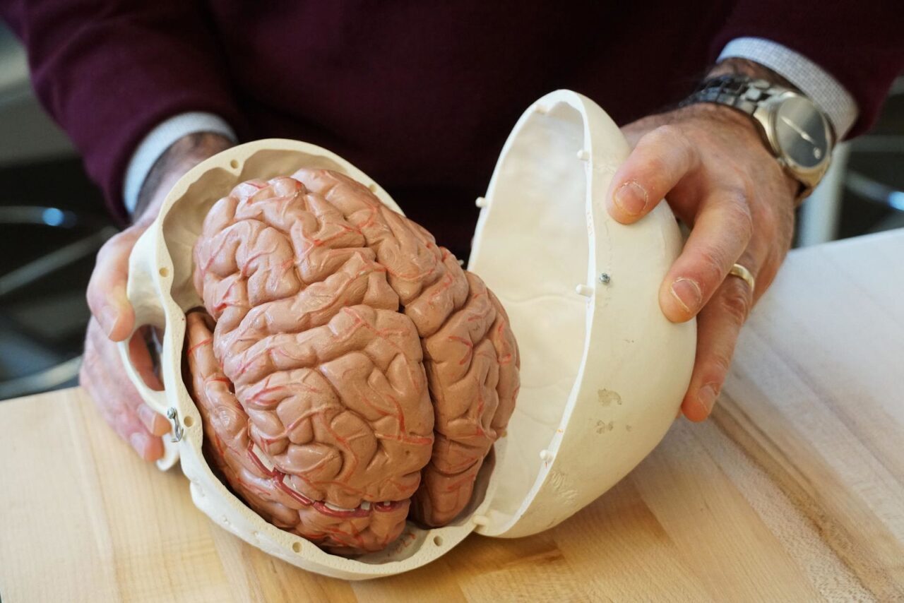 Размер мозга в старости зависит от качества питания — подробности
